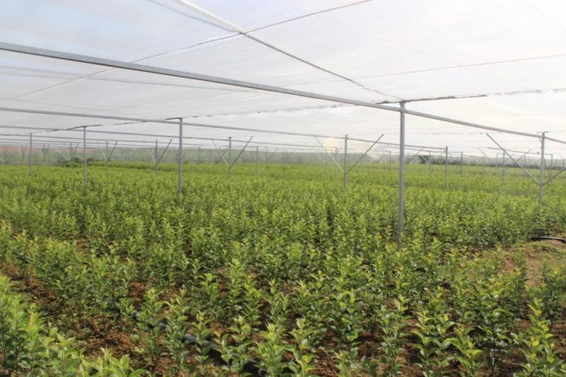 光照培養箱在蘋果育苗方面的應用