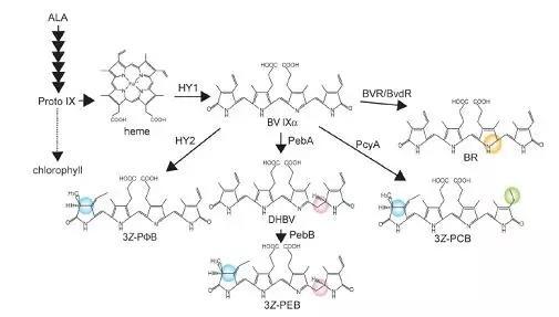 1560583051257780.jpg 002.webp